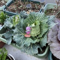 家庭菜園の画像