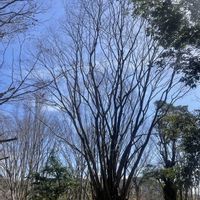 ケヤキ,素敵な出会い,季節を楽しむ,胸キュン,樹木と空の画像