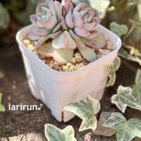 アガボイデス,エケベリア シルエット,多肉植物,タニラー,多肉女子の画像