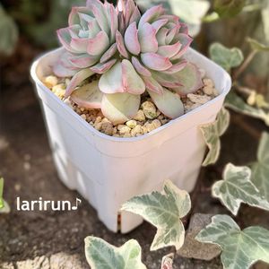 アガボイデス,エケベリア シルエット,多肉植物,タニラー,多肉女子の画像