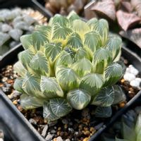 オブツーサ,ハオルチア,オブツーサ錦,多肉植物,軟葉系ハオルチアの画像