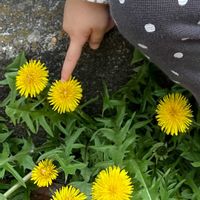 シンビジウム,シンビジウム,ガーデンシクラメン,ガーデンシクラメン,タンポポの画像