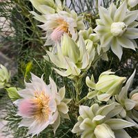 セルリア,セルリア ブラッシングブライド,ジョーイセルリアブラッシングブライド,感謝,花のある暮らしの画像