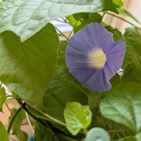 アサガオ,朝顔の画像