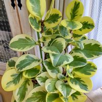 ペペロミア,観葉植物の画像