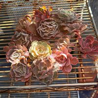 多肉植物,癒される,no green no life,多肉植物のある暮らし,多肉女子の画像