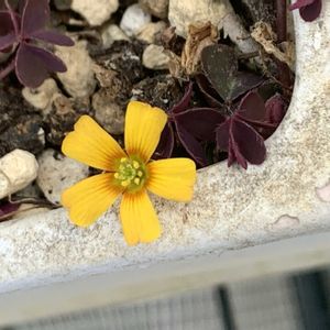 アカカタバミ,オオバタネツケバナ,開花,雑草,可愛いの画像