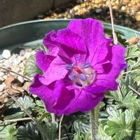 ゲラニウム,ゲラニウム サンギネウム ナヌム,サンギネウムナヌム,フウロソウ科,サンギネウムの画像