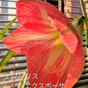 アマリリス,カーネーション,꒰ღ˘◡˘ற꒱かわゅ~,花のある暮らし,屋上ガーデニングの画像