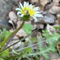 カタバミ,シロバナタンポポ(白花蒲公英),シロバナタンポポ(白花蒲公英),たんぽぽ　タンポポ　蒲公英,黄色い西洋タンポポの画像