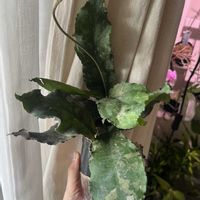 ブルボーサ,Hoya,Hoya carnosa Krimson Princess,Hoya undulata,ホヤ　ウンデュラータの画像