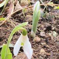 スノードロップ,ガーデニング,マイガーデンの画像