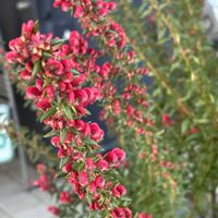 グレビレア,ナチュラルガーデン,春の訪れ,お庭の花たち,花と暮らすの画像