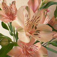 アルストロメリアの画像