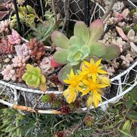 多肉植物,多肉女子,I love the Earth.の画像