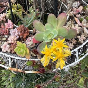 多肉植物,多肉女子,I love the Earth.の画像