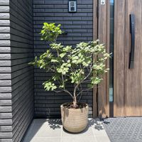 スモークツリーの画像