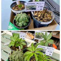 クリスマスローズ,原種クリスマスローズ トルカータス,子吹きオベサ,多肉植物,ユーフォルビアの画像