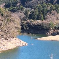 スミレ,マンリョウ,お山歩,ゆっくりお山歩の画像
