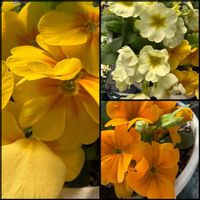 プリムラ　ジュリアン,鉢植え,可愛らしい,花のある暮らし,黄色の花の画像