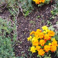 ペチュニア,ペチュニア,フレンマリーゴールド,マリーゴールド三種,昨日まとめて植えてあったマリーゴールドの画像