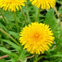 タンポポ,西洋タンポポ,散歩,野草,黄色い花の画像