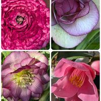 ラナンキュラス,シレネ・ユニフローラ,椿　港の曙,ふきのとう,ふきのとうの画像