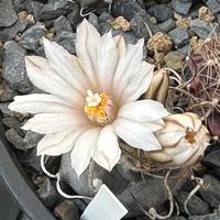 サボテン,牙城丸,サボテン科,サボテンの花,白い花の画像
