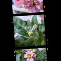 リビング,小さな花壇,花のある暮らし,玄関先,富山支部の画像