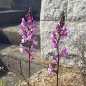 散歩,かわいい雑草,花のある暮らし,植物のある暮らし,春到来！の画像