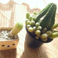 サボテン,フォルモーサ,和室の画像