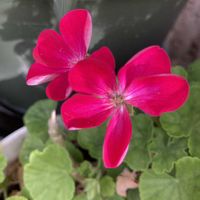 ハーブ,いつもありがとう♡,ありがとう,ハーブのある暮らし,春の訪れの画像