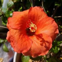 テーブルヤシ,ハイビスカス,ギンテマリ,ビーンズレーマニー,室内の画像