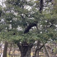 スモモ,ヒイラギ,マツ,マツ,もみの木の画像