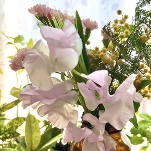 スイートピー,ミモザ,切り花,花のある暮らし,お花の定期便の画像