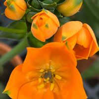 サボテン,お花大好き♡,キッチン,家庭菜園,玄関アプローチの画像