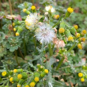 ノボロギク,野襤褸菊,雑草,山野草,野草の画像