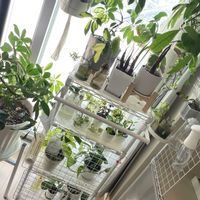 ペペロミア,ポトス,ストレチア,カポック,観葉植物の画像