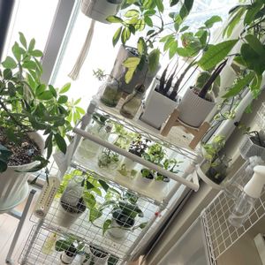 ペペロミア,ポトス,ストレチア,カポック,観葉植物の画像