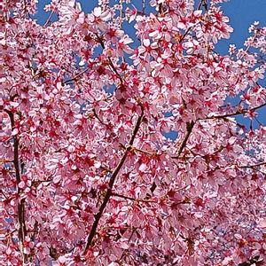 オカメザクラの画像