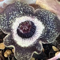 カンアオイ,カンアオイ,カンアオイ,寒葵,青城カンアオイの画像