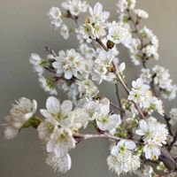 ジューンベリーの画像