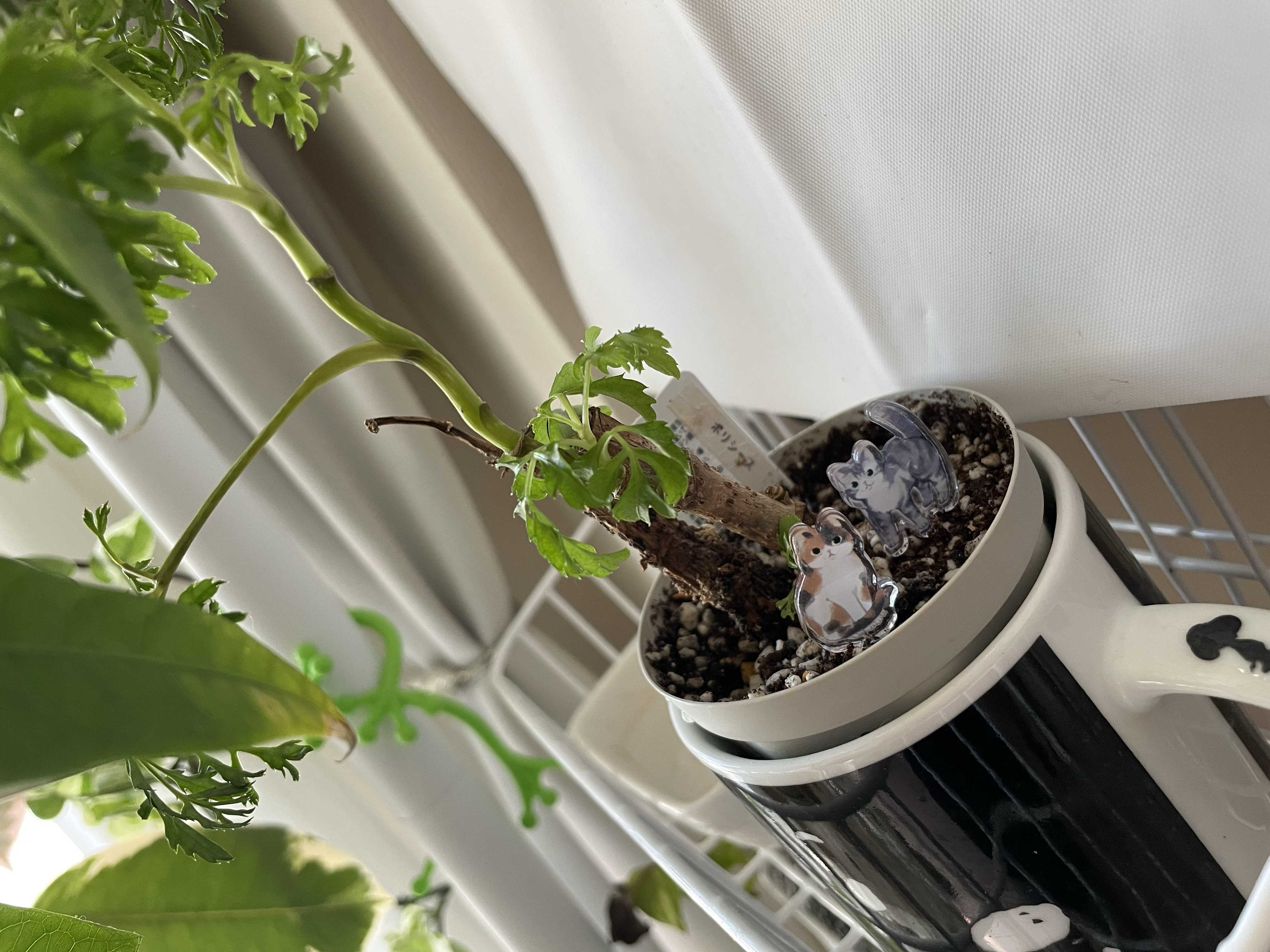 ポリシャスはどんな観葉植物？育て方や花言葉は？風水的にはどこに置く