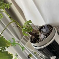 ポトス,ポリシャス,観葉植物,100均観葉植物,窓辺の画像