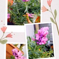 フレンチラベンダー,ピンクの花,うさちゃん耳のフレンチラベンダーの画像