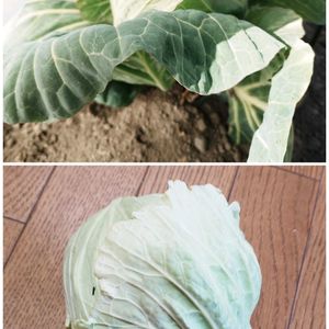 玉ねぎ,キャベツ,野沢菜,えんどう,春の訪れの画像