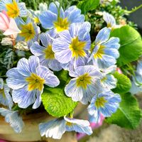 マーガレット,プリムラ　ジュリアン,花のある暮らし,GSに感謝。,花は癒やし♡の画像