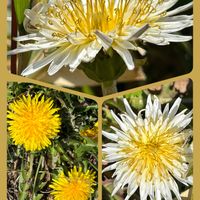 ムスカリ,タンポポ,馬酔木(アセビ）,ラブリーローズ,Tosyの画像