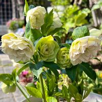 クリスマスローズ,カタバミ,パンジー シエルブリエ,花のある暮らし,春の訪れの画像