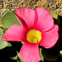 オキザリス,オキザリス,カタバミ,カタバミ,フヨウカタバミの画像